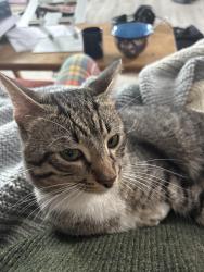 Found/Stray Male Cat last seen Quinnipiac Ave and Clifton, New Haven, CT 06513
