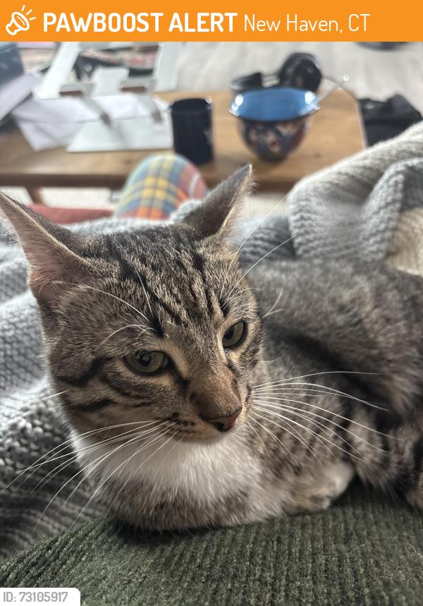 Found/Stray Male Cat last seen Quinnipiac Ave and Clifton, New Haven, CT 06513