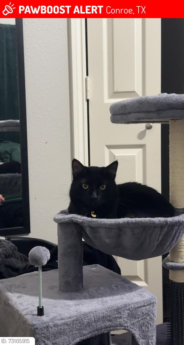 Lost Male Cat last seen FM 1314, Conroe, TX 77301