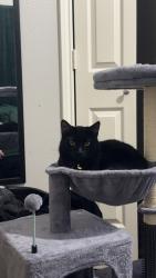 Lost Male Cat last seen FM 1314, Conroe, TX 77301