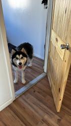 Lost Male Dog last seen Near Vegas verdes, Santa Fe, NM 87507