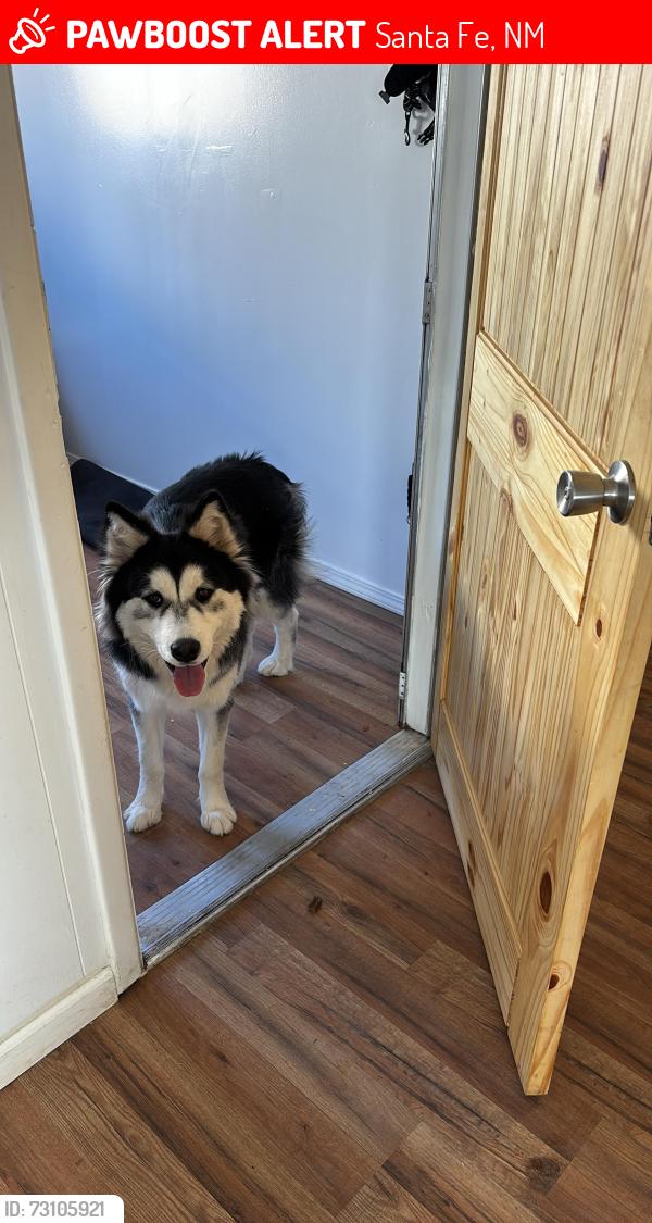 Lost Male Dog last seen Near Vegas verdes, Santa Fe, NM 87507