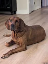 Reunited Male Dog last seen San Juan Del Rio Catholic School, Fruit Cove, FL 32259