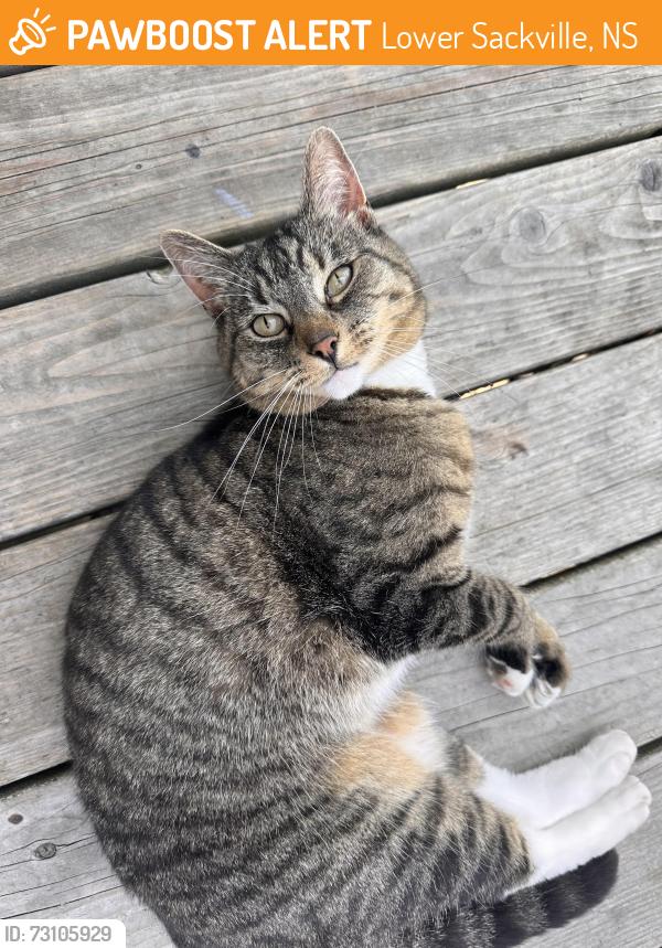 Found/Stray Unknown Cat last seen Prince street, Lower Sackville, NS 