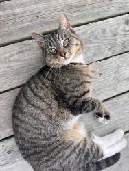 Found/Stray Unknown Cat last seen Prince street, Lower Sackville, NS 