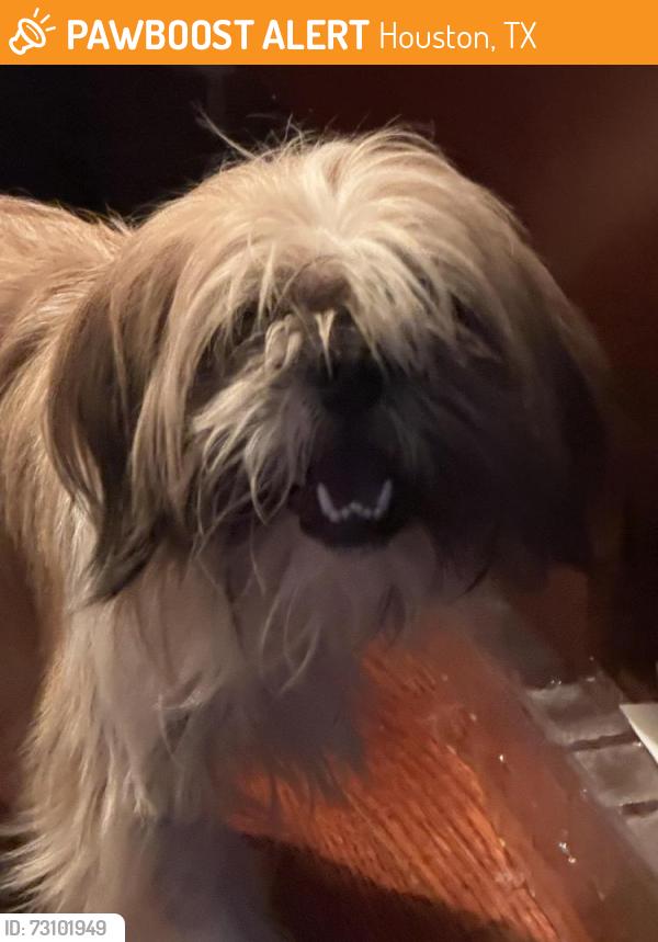 Found/Stray Male Dog last seen Peckham St (Upper Kirby) in Houston, TX 77098, Houston, TX 77098
