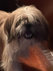Found/Stray Male Dog last seen Peckham St (Upper Kirby) in Houston, TX 77098, Houston, TX 77098