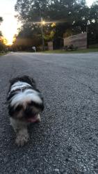Found/Stray Unknown Dog last seen Amex, Ocala, FL 34482
