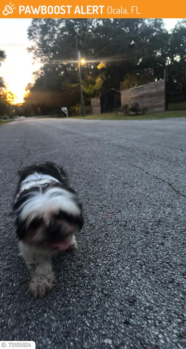 Found/Stray Unknown Dog last seen Amex, Ocala, FL 34482