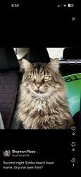 Lost Male Cat last seen Second street, Corning, NY 14830