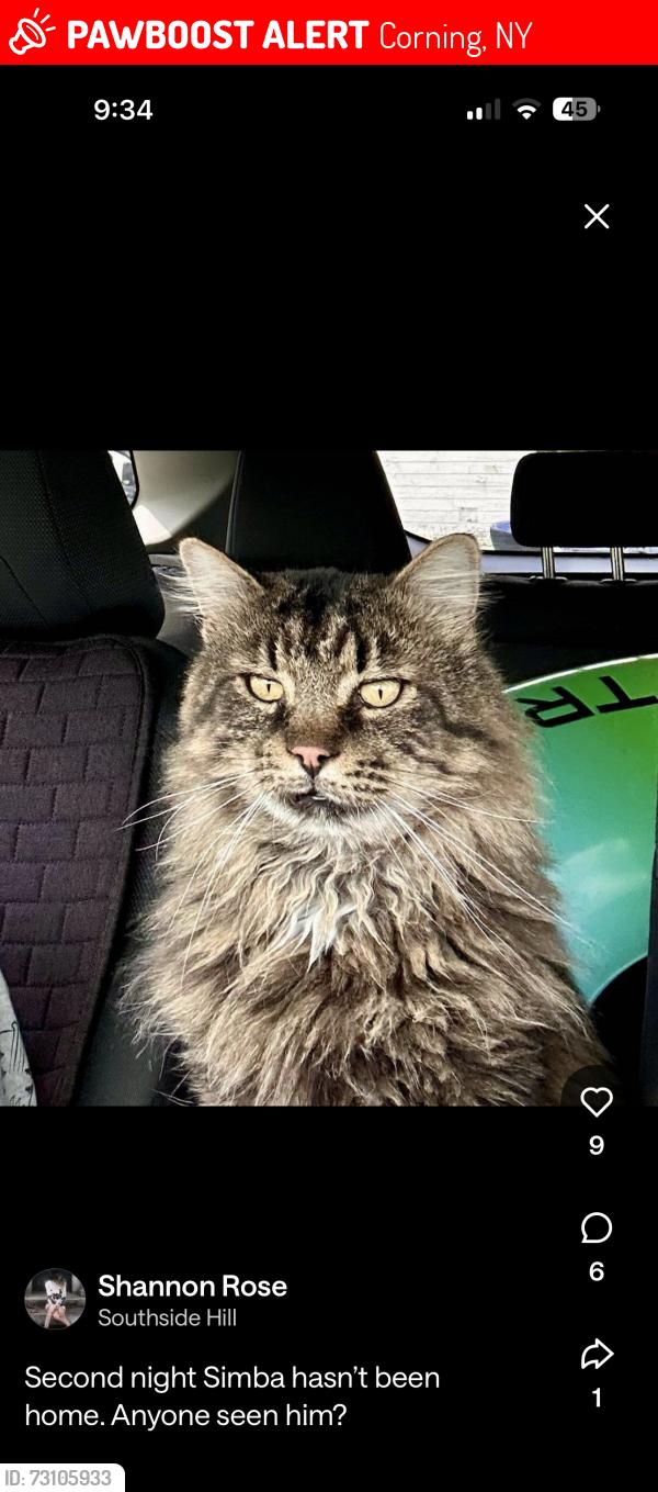 Lost Male Cat last seen Second street, Corning, NY 14830