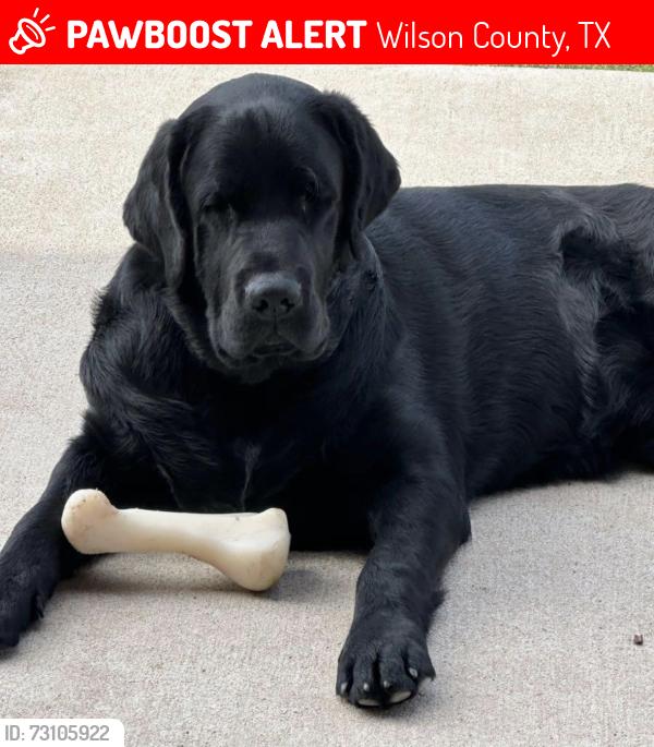 Lost Male Dog last seen Ranchers Way. Abrego Lake, Wilson County, TX 78114