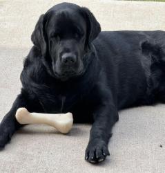 Lost Male Dog last seen Ranchers Way. Abrego Lake, Wilson County, TX 78114