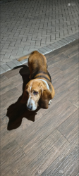 Lost Male Dog last seen Casa de carne poente, Novo Mundo, PR 81030-400