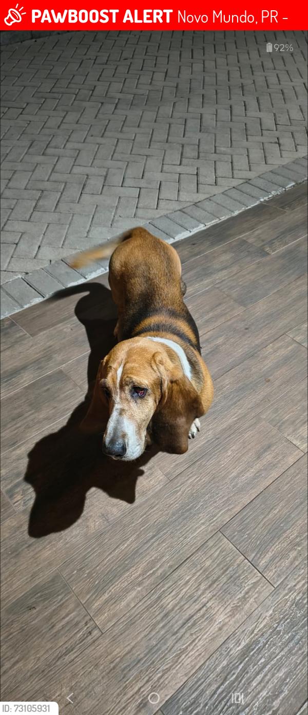 Lost Male Dog last seen Casa de carne poente, Novo Mundo, PR 81030-400