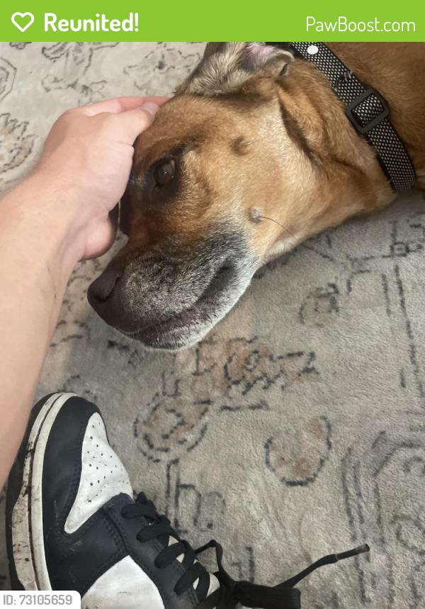 Reunited Female Dog last seen East End market on Corrine , Winter Park, FL 32789