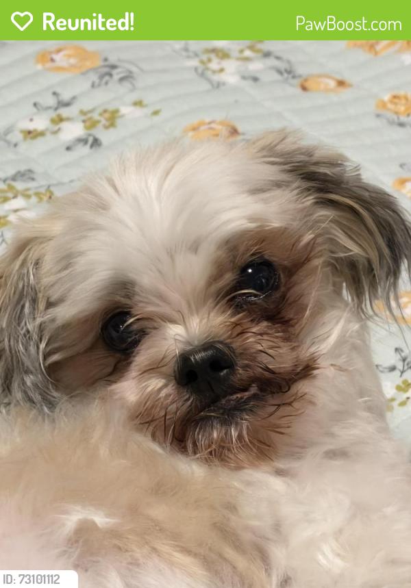 Reunited Male Dog last seen Hmart Bayside location (on Francis Lewis Blvd), Queens, NY 11358