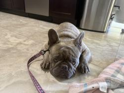 Found/Stray Male Dog last seen Near Terrace and 143rd Ct, Homestead, FL 33033