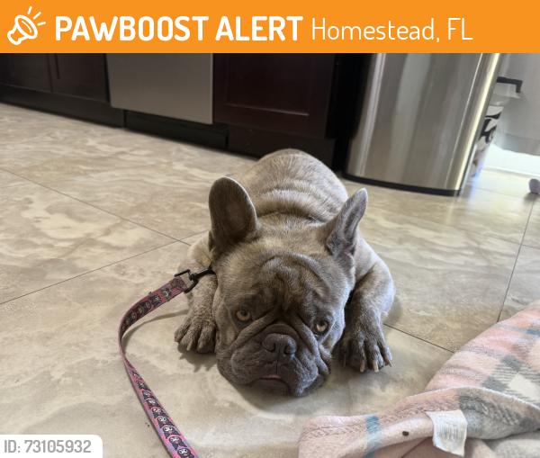 Found/Stray Male Dog last seen Near Terrace and 143rd Ct, Homestead, FL 33033