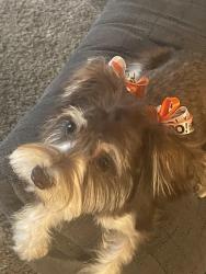 Lost Female Dog last seen Around hickory ridge area, Memphis, TN 38115