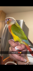 Lost Female Bird last seen Broadway, Chula Vista, CA 91910