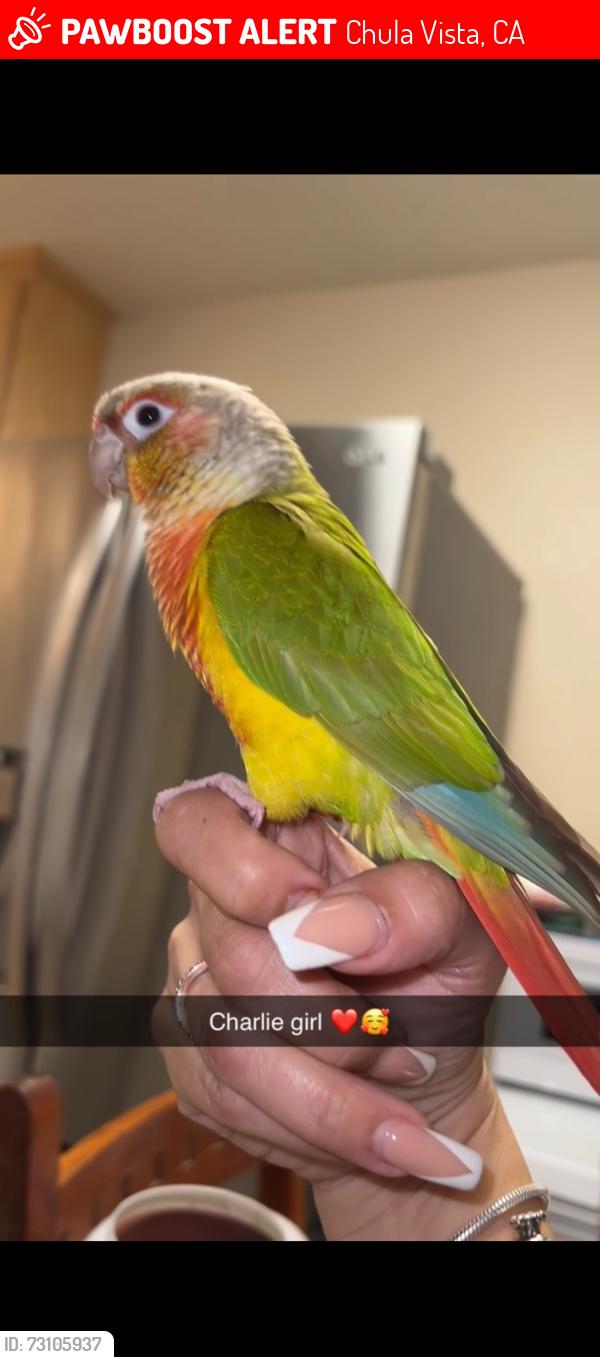Lost Female Bird last seen Broadway, Chula Vista, CA 91910