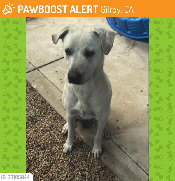 Found/Stray Male Dog last seen Pachecco pass and Gilroy, Gilroy, CA 95020