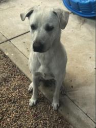 Found/Stray Male Dog last seen Pachecco pass and Gilroy, Gilroy, CA 95020