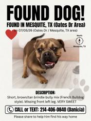 Found/Stray Male Dog last seen Ace auto & tire center, Mesquite, TX 75150