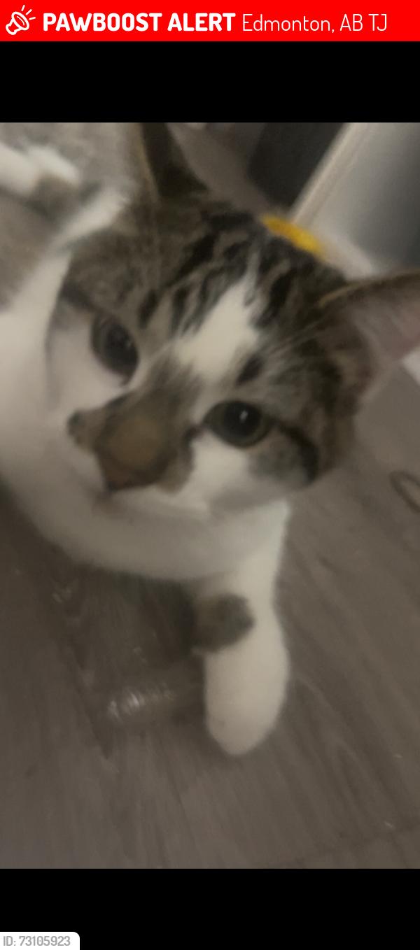 Lost Male Cat last seen Lord Byron apmts and townhouses, Edmonton, AB T6J