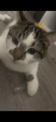 Lost Male Cat last seen Lord Byron apmts and townhouses, Edmonton, AB T6J