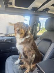 Reunited Female Dog last seen Brownsboro/Murchison Tx, Murchison, TX 75778