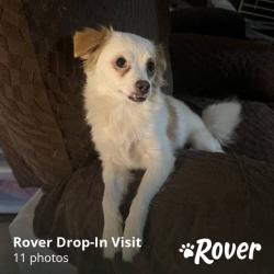 Lost Female Dog last seen Indian laurel ct and heritage, Orlando, FL 32808