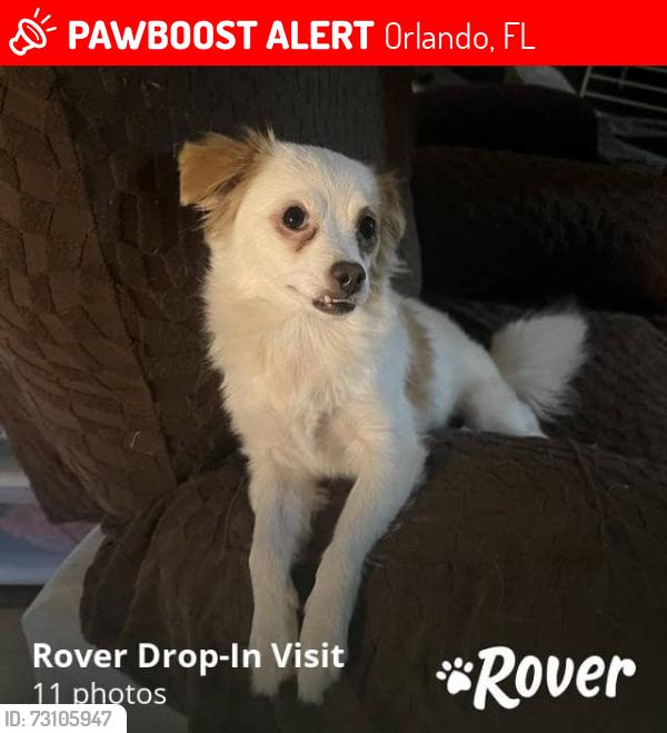 Lost Female Dog last seen Indian laurel ct and heritage, Orlando, FL 32808