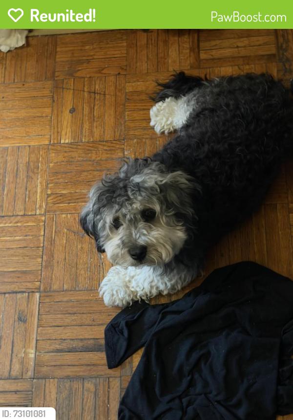 Reunited Female Dog last seen  sutphin boulevard & 123ave near Baisley pond park, Queens, NY 11434