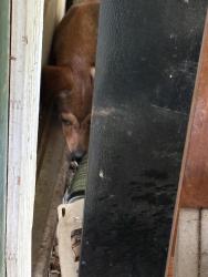 Found/Stray Unknown Dog last seen On my porch, Spring Branch, TX 78070