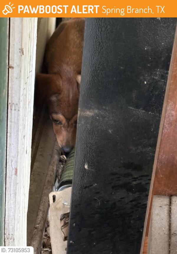 Found/Stray Unknown Dog last seen On my porch, Spring Branch, TX 78070