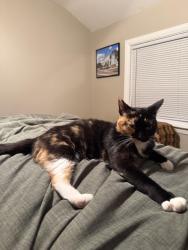 Lost Female Cat last seen Oldtown St between Linville and Chandler Park, Detroit, MI 48224