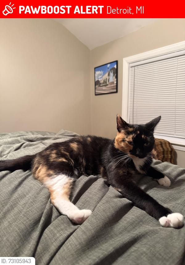 Lost Female Cat last seen Oldtown St between Linville and Chandler Park, Detroit, MI 48224