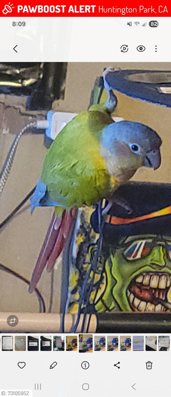 Lost Female Bird last seen Marbirssa and nadeau, Huntington Park, CA 90255