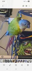 Lost Female Bird last seen Marbirssa and nadeau, Huntington Park, CA 90255
