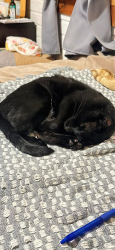 Reunited Male Cat last seen Toyota shottenkirk and I20, Weatherford, TX 76087