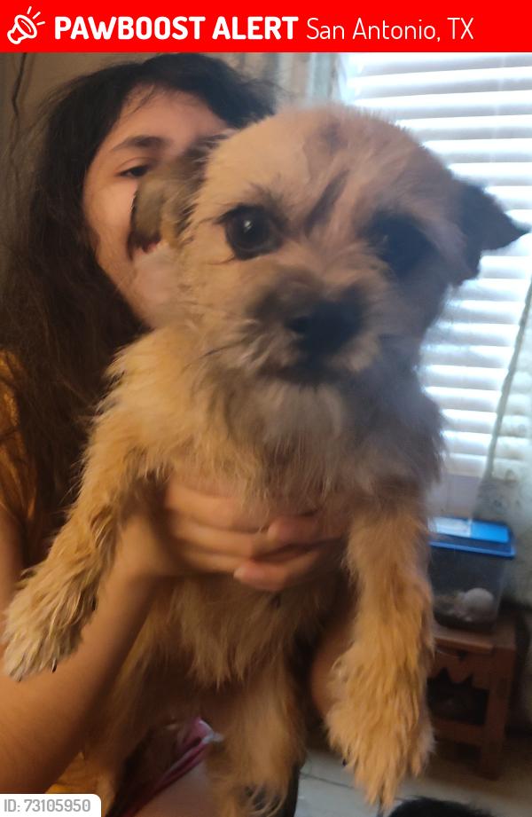 Lost Female Dog last seen At home, San Antonio, TX 78223