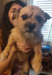 Lost Female Dog last seen At home, San Antonio, TX 78223