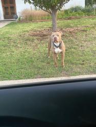 Found/Stray Male Dog last seen Nw 34th Lynn, Oklahoma City, OK 73107