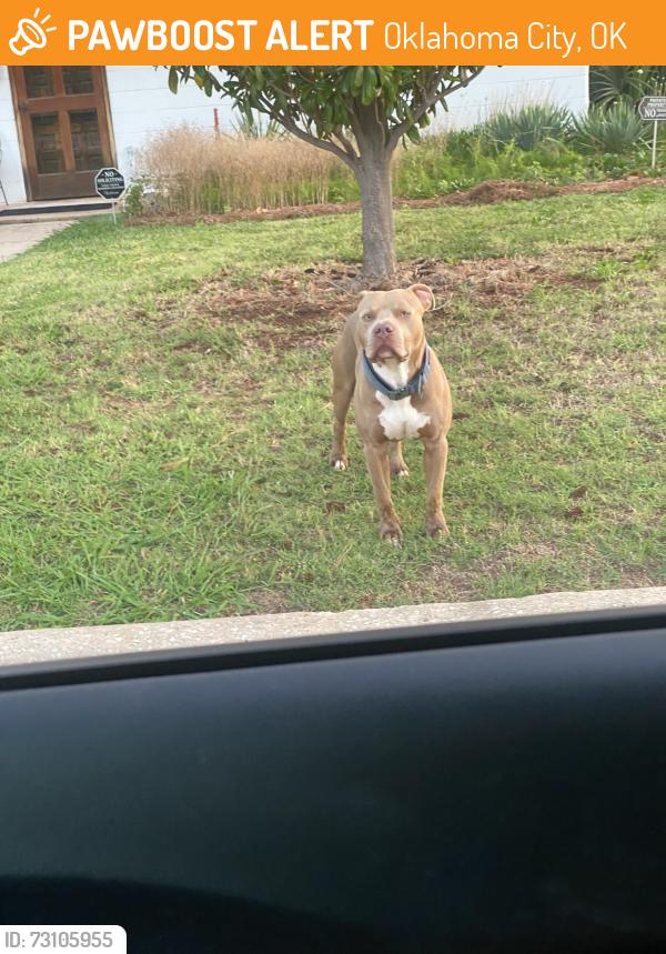 Found/Stray Male Dog last seen Nw 34th Lynn, Oklahoma City, OK 73107