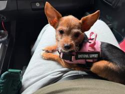 Reunited Female Dog last seen Elsbeth and West Canty or Kidd Springs Park in Dallas, Texas, Dallas, TX 75208