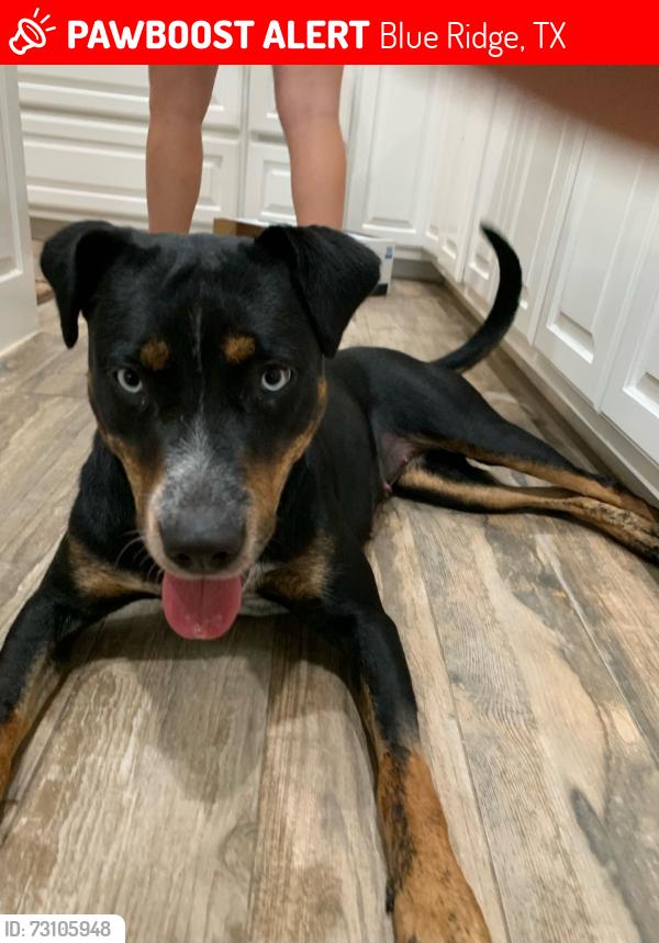 Lost Female Dog last seen County Road 671 & FM 981, Blue Ridge, TX 75424