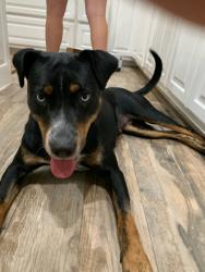 Lost Female Dog last seen County Road 671 & FM 981, Blue Ridge, TX 75424