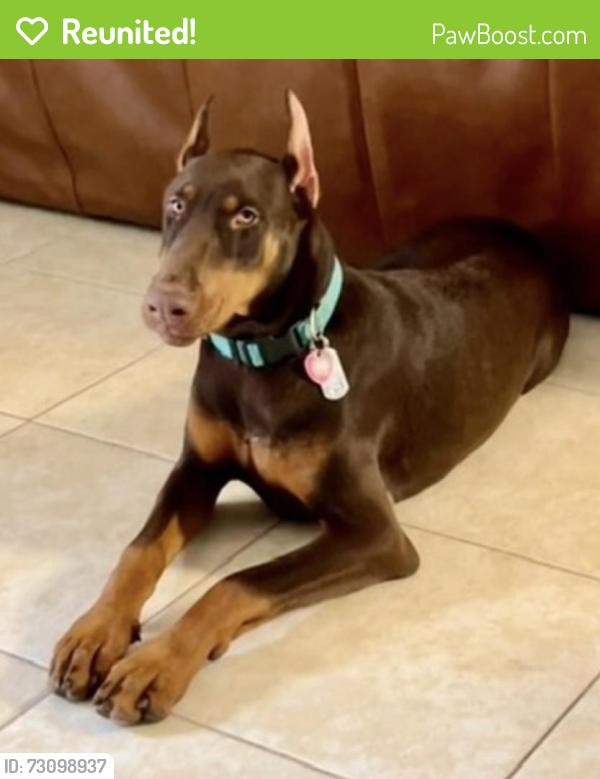 Reunited Male Dog last seen Charles Beall , DeBary, FL 32713
